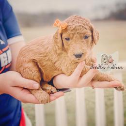 Dachshund, Goldendoodle, and Sheepadoodle Puppies from Doodles & Doxies