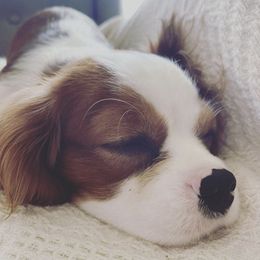 Bernedoodles and Cavalier King Charles Spaniels from Little Acorn Doodle