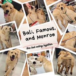 Labrador Retriever Puppies from Westlane Dogs