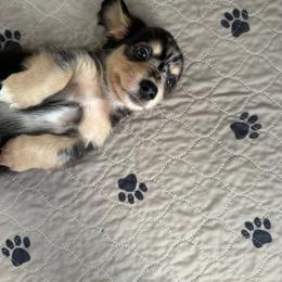 Kia-    (Jack) - Dapple male Dachshund puppy in Wolf Lake, Indiana from Canisteo Dachshunds