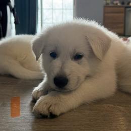 Boy 3 - male Berger Blanc Suisse puppy in Valparaiso, Indiana from Foreman’s White Swiss Shepherds