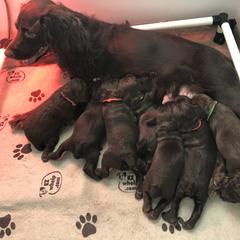 Boykin Spaniel Puppies from Indian Field Boykins