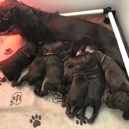 Boykin Spaniel Puppies from Indian Field Boykins