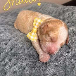 Shadow - Caramel ice male Australian Labradoodle puppy in Ponchatoula, Louisiana from Cajun Land Doodles