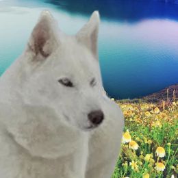 Girl 2 Peaches - White Siberian Husky puppy in Columbus, Ohio from Jamuison’s Siberian Huskies