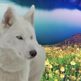 Girl 2 Peaches - White Siberian Husky puppy in Columbus, Ohio from Jamuison’s Siberian Huskies
