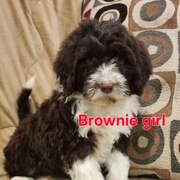 Brownie - Brown and white female Portuguese Water Dog puppy in Narvon, Pennsylvania from Prized Family Porties