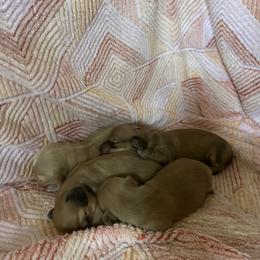 Dachshund Puppies from JP’s Dachshunds