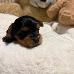 Preston - Black and tan male Yorkshire Terrier puppy in Illinois from Pretty Little Yorkies