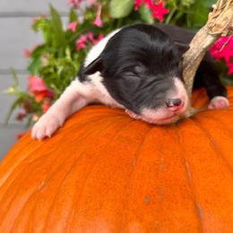 Girl 3 - Black-white - Black and white female Border Collie puppy in Minden, Iowa from Rocking N Registered Border Collies & Labradors