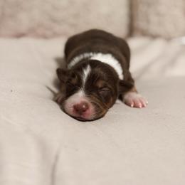Maple AKC - Red tri-color female Australian Shepherd puppy in Polk City, Florida from Skaky Shepherds