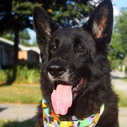 German Shepherds from Justrock German Shepherds