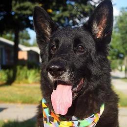 German Shepherds from Justrock German Shepherds
