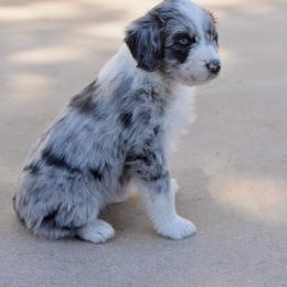 Gillian (Gilly) - Blue merle female Aussiedoodle puppy in Peyton, Colorado from Colorful Colorado Aussiedoodles