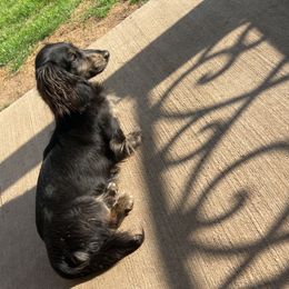 Pickle - Dachshund