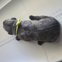 Boy 8 - Brindle male Great Dane puppy in Hickman, Kentucky from Tidal Wave Danes