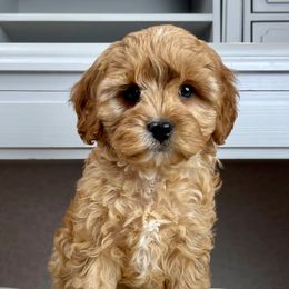 Cavapoo and Poodle Puppies from Premier Paws