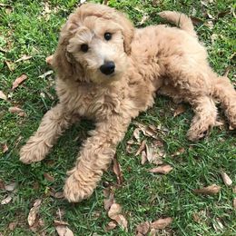 Bernedoodle and Goldendoodle Puppies from Greatly Graced Southern Doodles