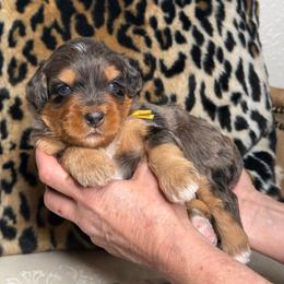 Yellow - Merle male Bernedoodle puppy in Curtice, Ohio from The Pink Doghouse