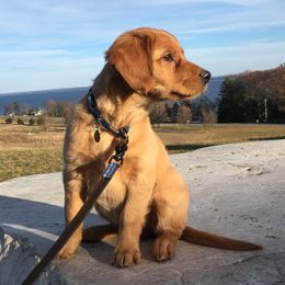 Golden Retrievers from GoldenRae Retrievers