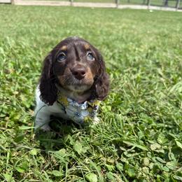 Soda Cracker - Chocolate and tan female Dachshund puppy in Lebanon, Tennessee from Thomas Dachshunds