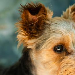 Yorkshire Terriers from Baby Girl’s Yorkies, Shih-Tzu, Shorkies