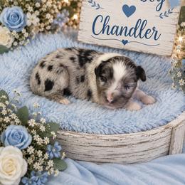 Chandler - Blue merle male Miniature Australian Shepherd puppy in Lubbock, Texas from Baby Storm Kennels