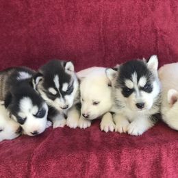 Pomsky Puppies from Pine Haven Puppies