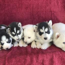 Pomsky Puppies from Pine Haven Puppies