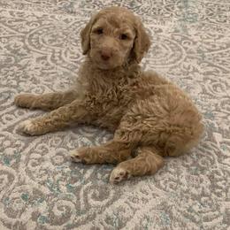 Poodle Puppies from Teton View Kennels