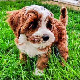 Dorothy - Red  female Goldendoodle puppy in Bountiful, Utah from Red Brick Doodles