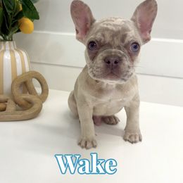Wake - Brindle and white male French Bulldog puppy in Buford, Georgia from Petite Posh Puppies