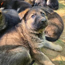 German Shepherd puppies from Levesques German Shepherds
