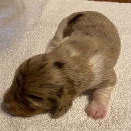 SCOTTY MALE REGISTERED FULL RIGHTS - Dapple male Dachshund puppy in Elizabethtown, Kentucky from Teeny Tiny Puppy Tails