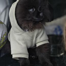 Pomeranian Puppies from Mary's Pomeranians