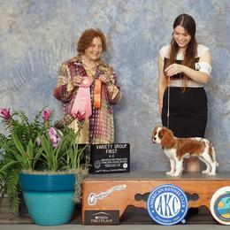 Cavalier King Charles Spaniel Puppies from Ohana Cavaliers
