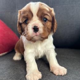 Boy 1 - Cavalier King Charles Spaniel puppy from Celtic Star Cavaliers