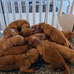 Male 3 - Golden male Golden Retriever puppy in Albany, Oregon from Sutter Bay Retrievers