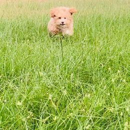 Poodle Puppies from Pawsome Poodles