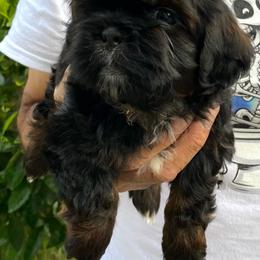Knox - Sable male Shih Tzu puppy in Chico, California from North State Shih tzus