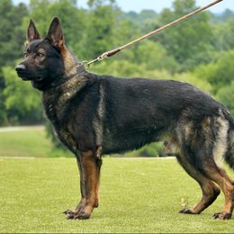 Ike - German Shepherd