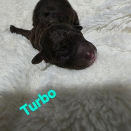 Turbo - Brown and white male Aussiedoodle puppy in Loveland, Colorado from A&L Ranch Aussiedoodles
