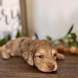 Chocolate and cream dapple girl (lighter, smaller) - Dapple female Dachshund puppy in Beaver, Pennsylvania from Meaden’s Mini Dachshunds