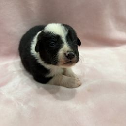 Border Collie Puppies from Vowell Farm Border Collies