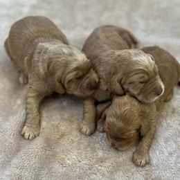 Male 4 - Cream male Australian Labradoodle puppy in Morristown, New Jersey from English Manor Labradoodles