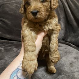Goldendoodle Puppies from Simply Mini Goldendoodles