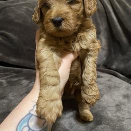 Goldendoodle Puppies from Simply Mini Goldendoodles