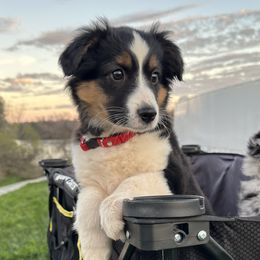 Girl 1 - Black tri Miniature Australian Shepherd puppy in Shingletown, California from Whiskeytown Aussies