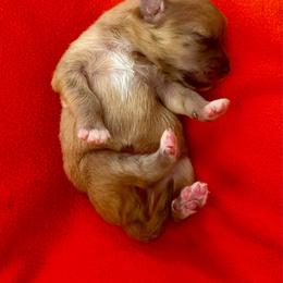 Fortune Fawn Girl 3 - Fawn female Pyrenean Shepherd puppy in Ripley, Ohio from La Rive Pyr Sheps LLC