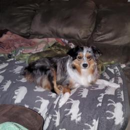 Chloe - Australian Shepherd